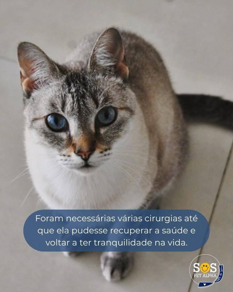 Lisa, gata de porte médio para adoção em Santana de Parnaíba - SP — foto 2 de 2