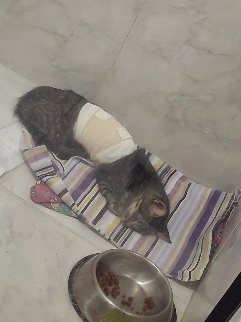 Fumacinha, gato de porte pequeno para adoção em Maceió - AL