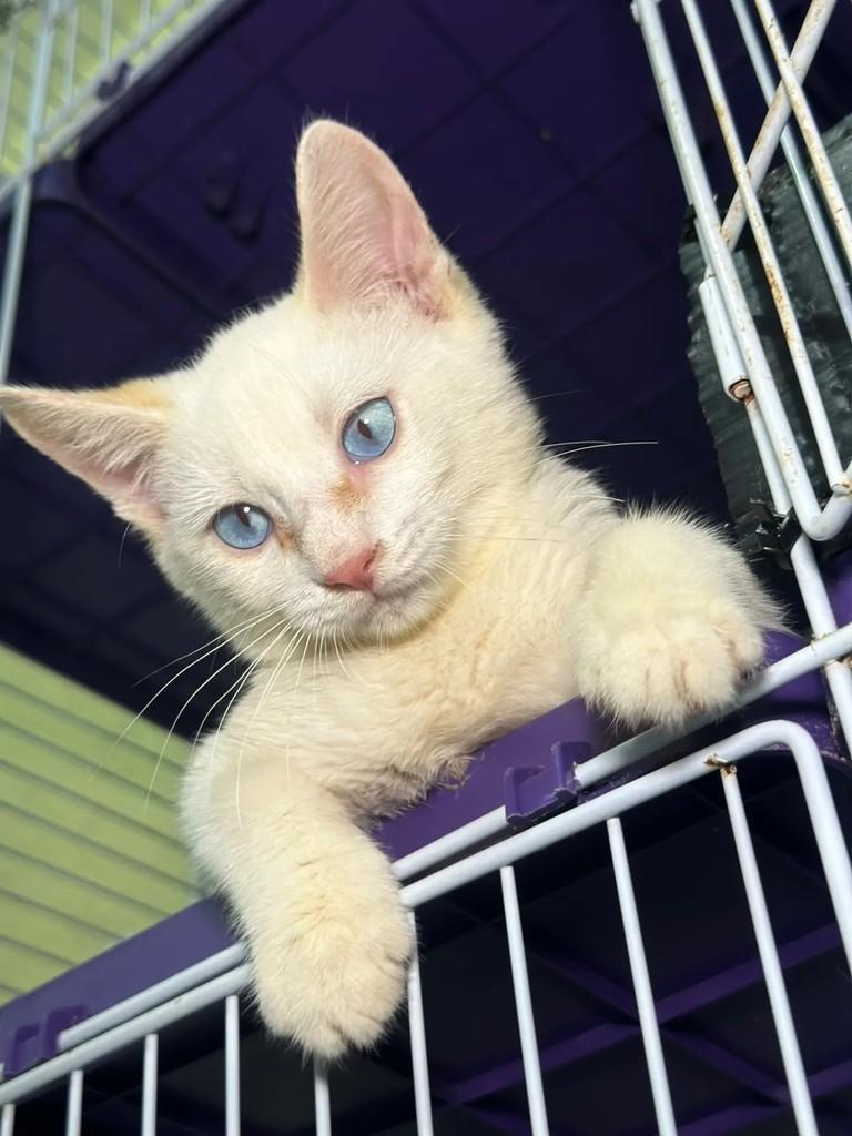 Sul, gata de porte pequeno para adoção em Maceió - AL