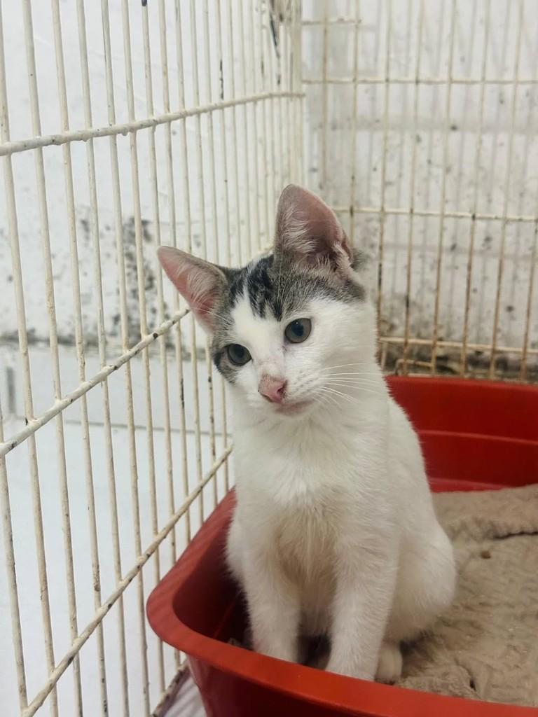 Heineken, gato para adoção em Maceió - AL