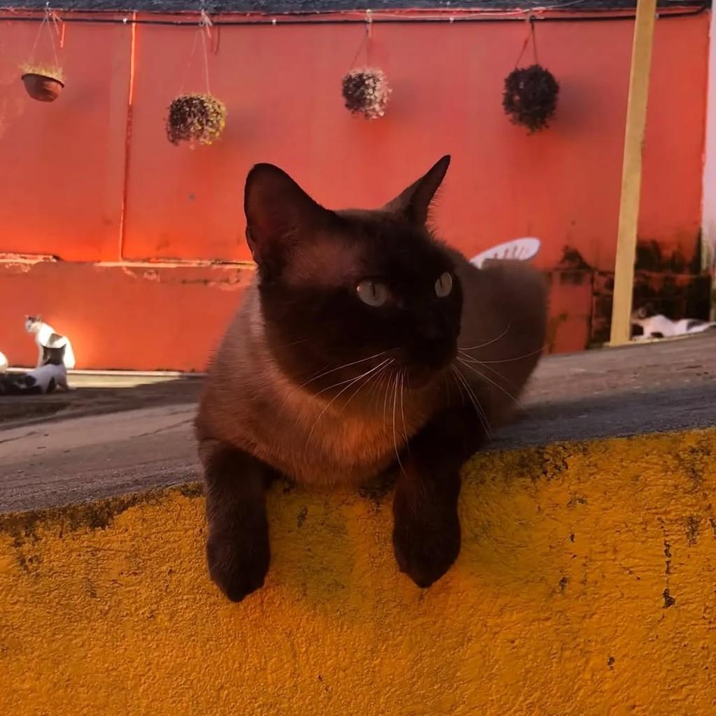 Jerry, gato de porte médio para adoção em Maceió - AL