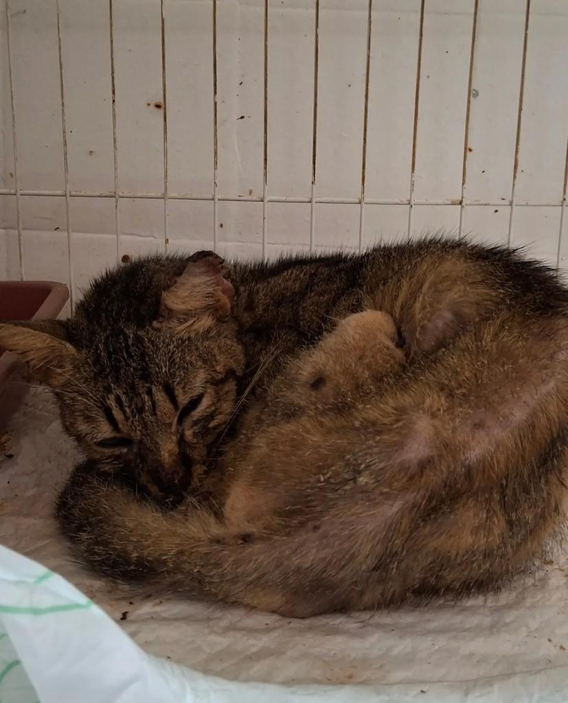 Dorotéia, gato de porte pequeno para adoção em Maceió - AL