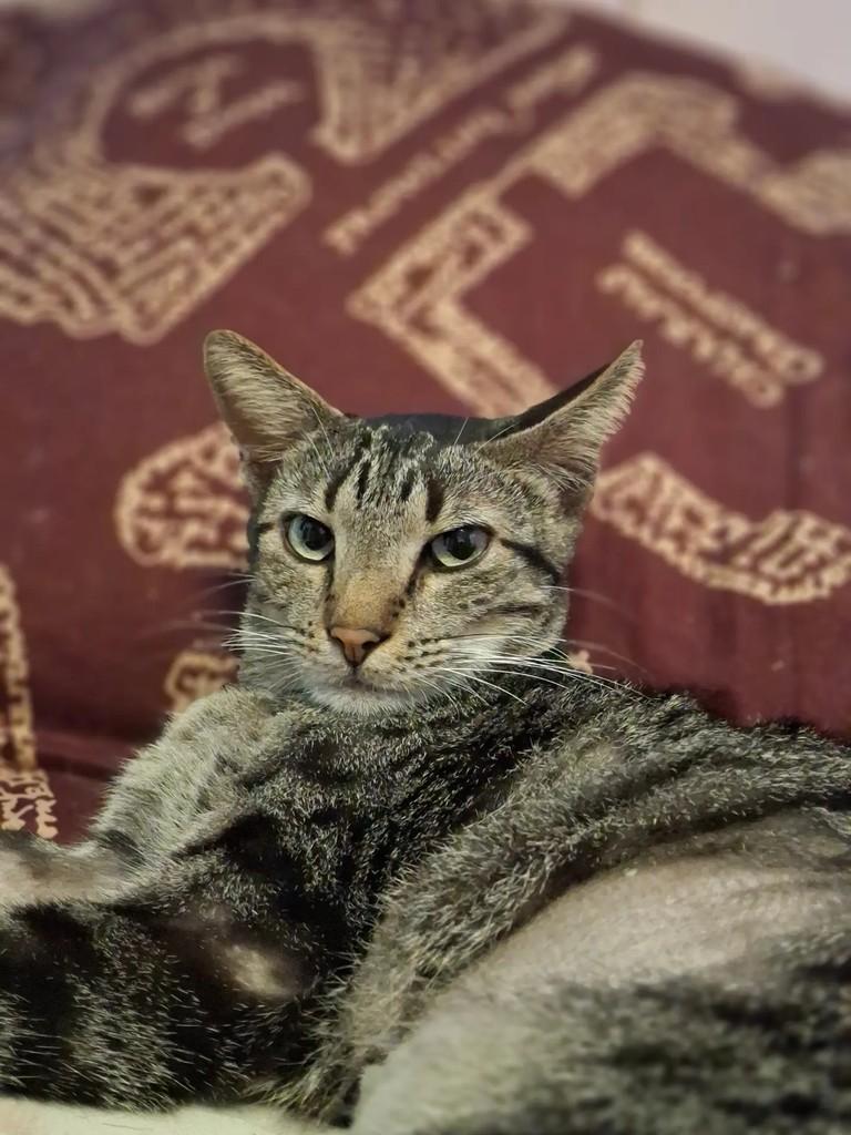 Roberval do Pinheiro, gato de porte médio para adoção em Maceió - AL