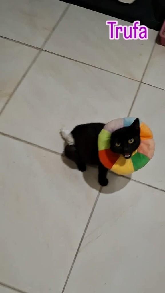 Trufa, gato de porte pequeno para adoção em Maceió - AL