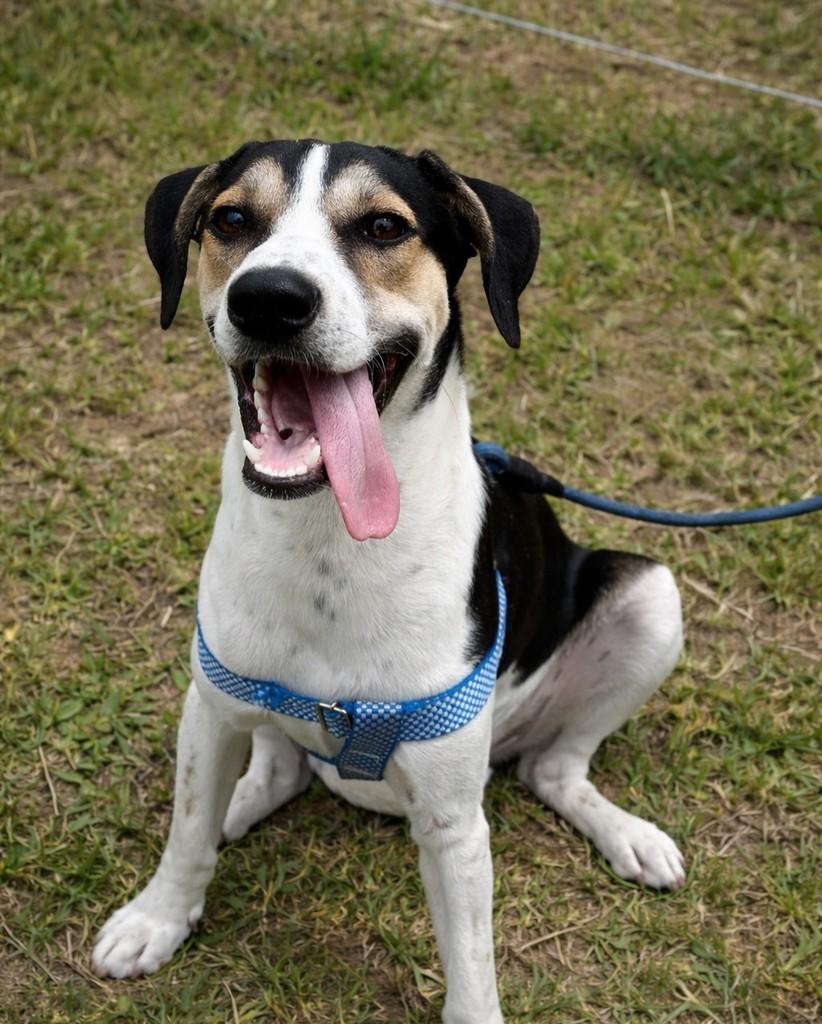 Bento, cachorro de porte médio para adoção em Alfredo Wagner - SC