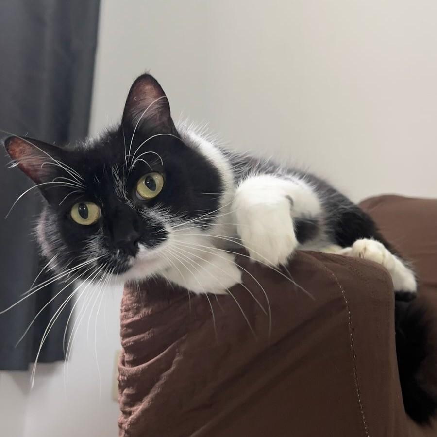 Frajola, gato de porte médio para adoção em Florianópolis - SC