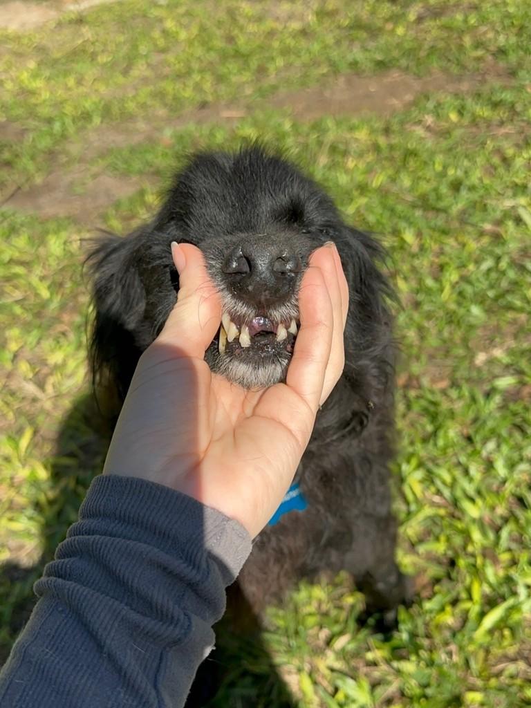 Pirata, cachorro de porte médio para adoção em Florianópolis - SC
