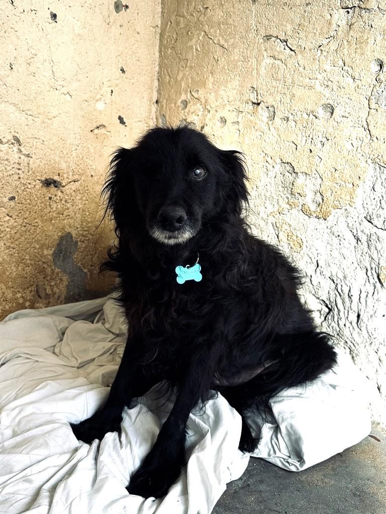 Pirata, cachorro de porte médio para adoção em Florianópolis - SC — foto 2 de 5