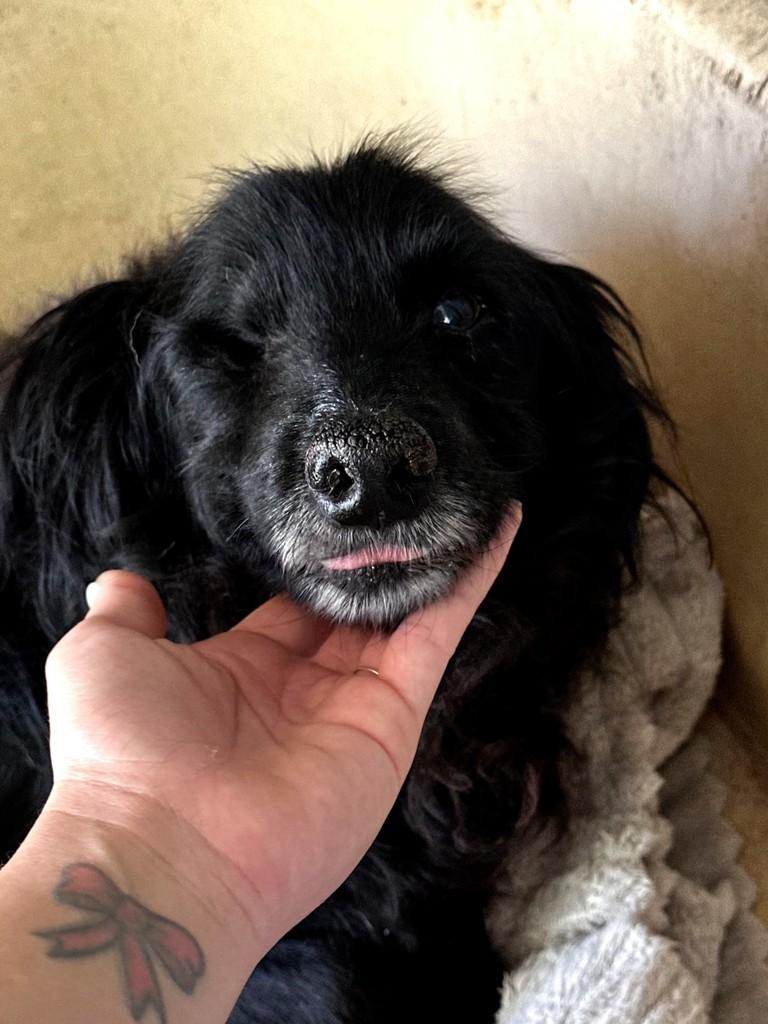 Pirata, cachorro de porte médio para adoção em Florianópolis - SC — foto 3 de 5