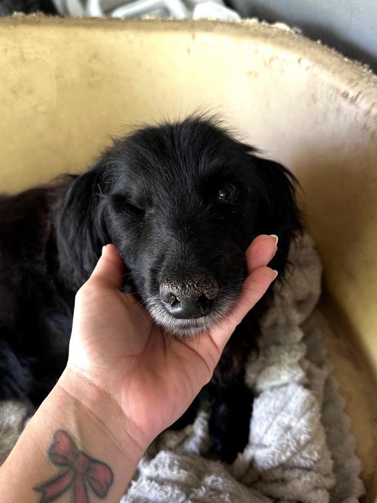 Pirata, cachorro de porte médio para adoção em Florianópolis - SC — foto 4 de 5