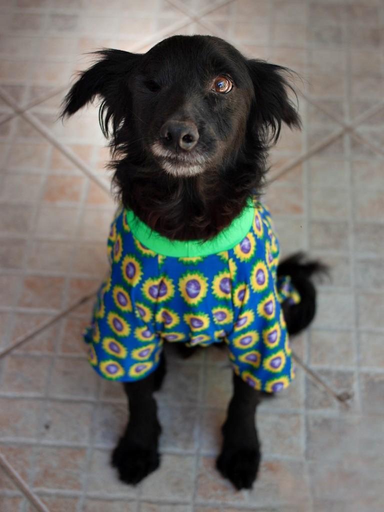Pirata, cachorro de porte médio para adoção em Florianópolis - SC — foto 5 de 5