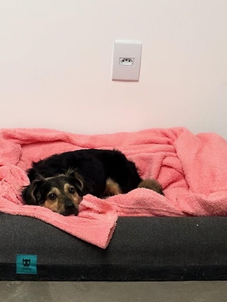 Cacau, cachorro de porte pequeno para adoção em Florianópolis - SC