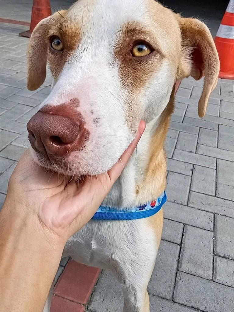 Simba, cachorro de porte pequeno para adoção em São Bernardo do Campo - SP