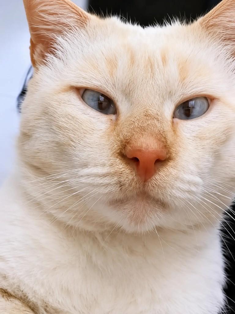 Sven, gato de porte médio para adoção em São Paulo - SP