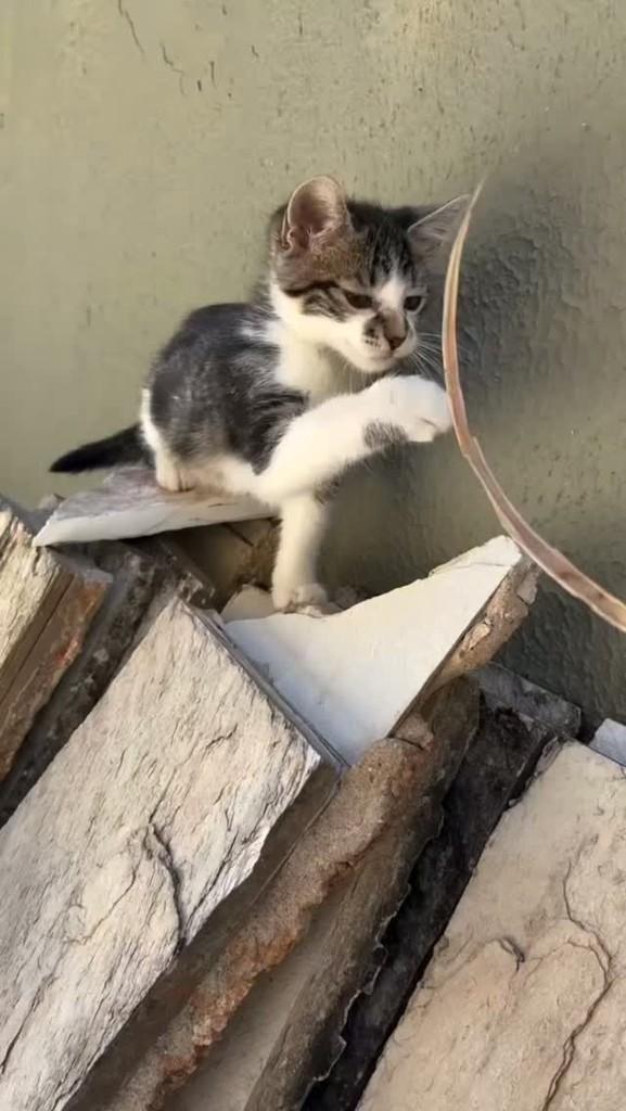 Sushi, gato de porte pequeno para adoção em Valparaíso de Goiás - GO