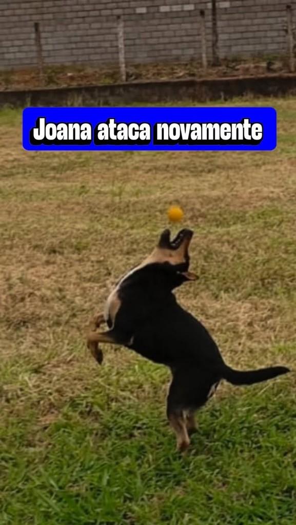 Joana, cachorro de porte pequeno para adoção em Brasília - DF