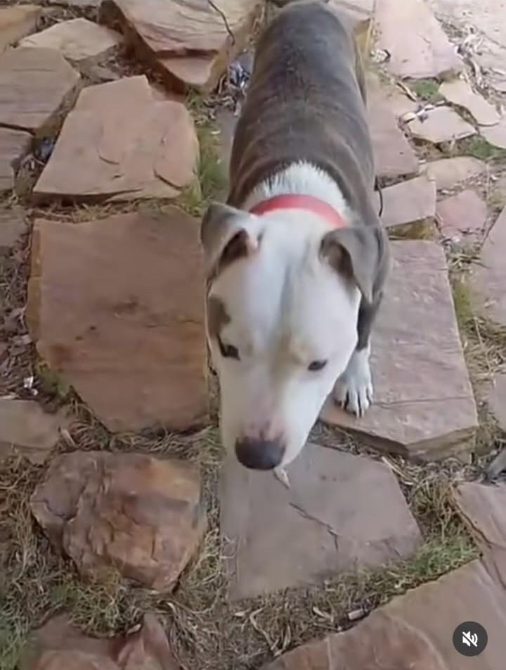 Zazá, cadela de porte médio para adoção em Brasília - DF