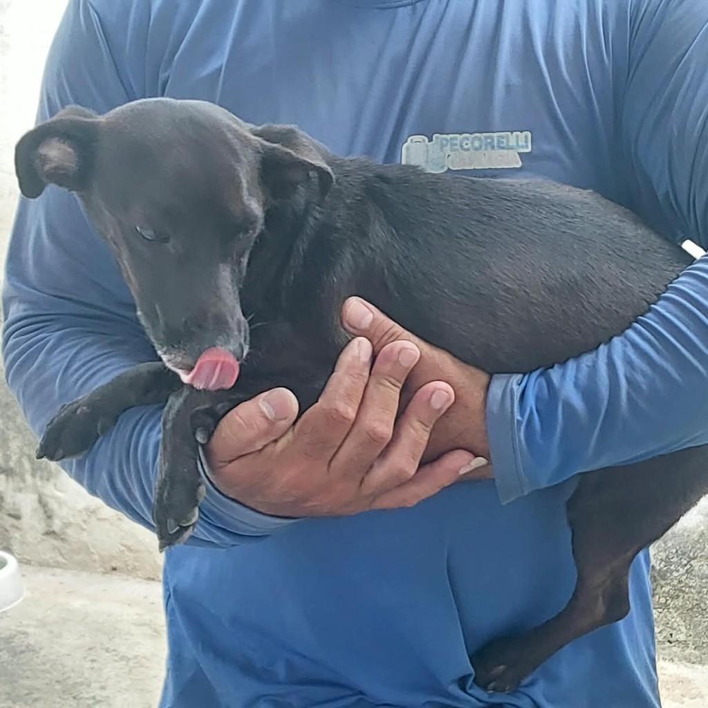 Pretinho, cachorro de porte médio para adoção em João Pessoa - PB