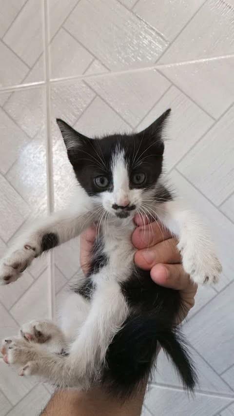 Frajolinha, gato de porte pequeno para adoção em João Pessoa - PB
