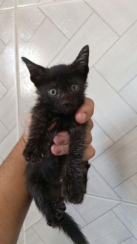 Pantera, gato de porte pequeno para adoção em João Pessoa - PB