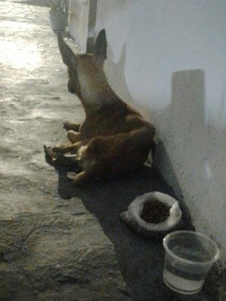 Mila, cachorro de porte pequeno para adoção em João Pessoa - PB