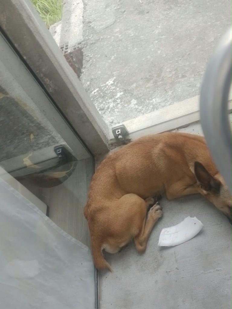 Mila, cachorro de porte pequeno para adoção em João Pessoa - PB — foto 2 de 2