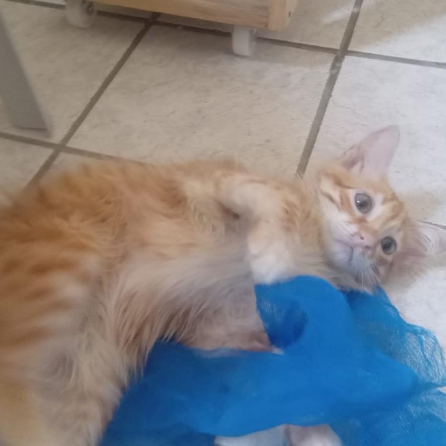Lion, gato de porte pequeno para adoção em João Pessoa - PB