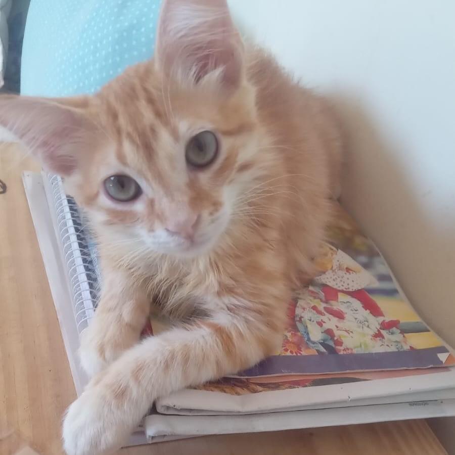 Lion, gato de porte pequeno para adoção em João Pessoa - PB — foto 2 de 2