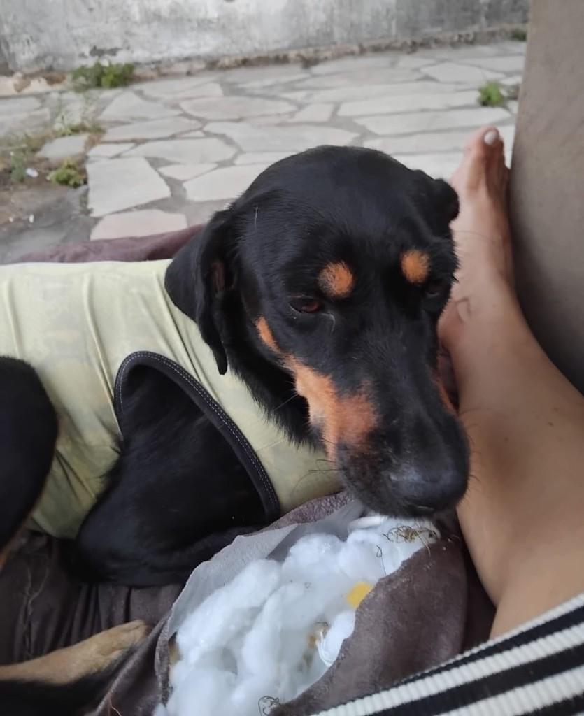 Mel, cadela de porte médio para adoção em João Pessoa - PB