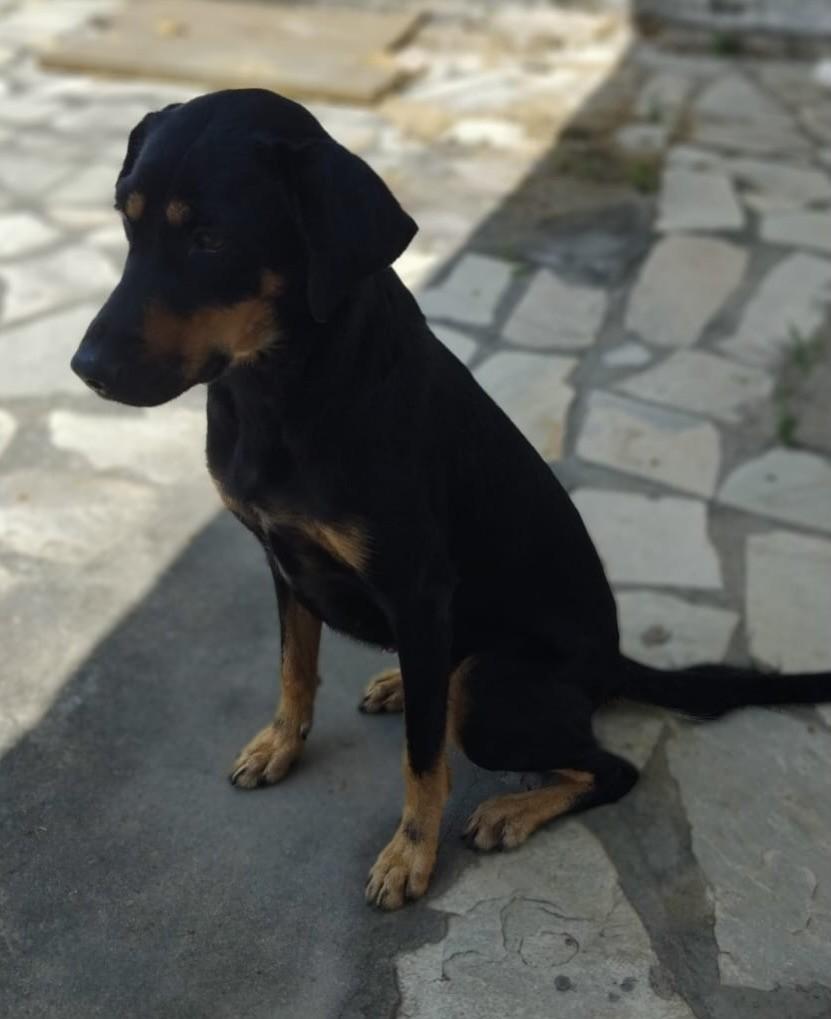 Mel, cadela de porte médio para adoção em João Pessoa - PB — foto 2 de 2