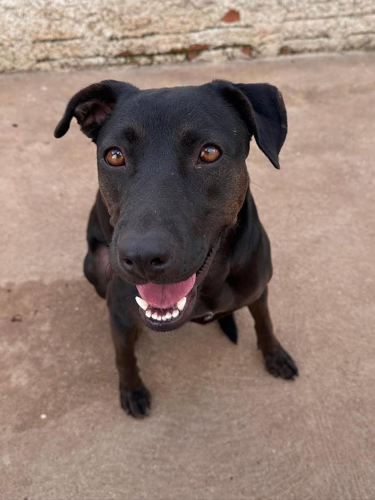 Lucy, cachorro de porte médio para adoção em Uberlândia - MG