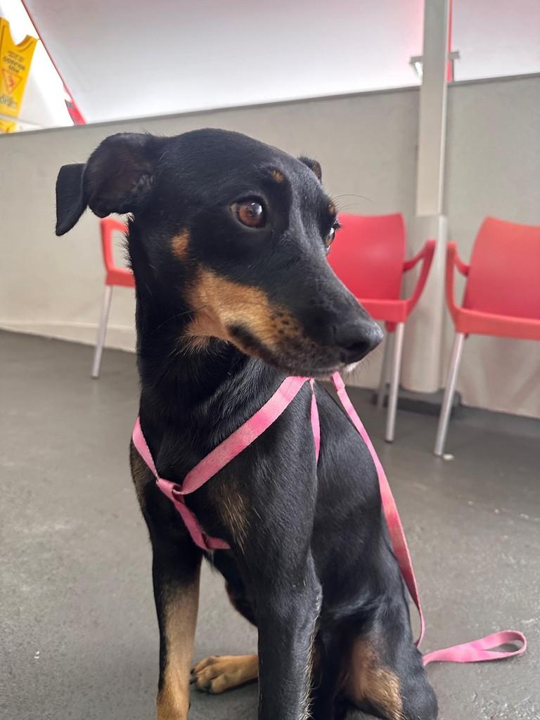 Babaloo, cachorro de porte pequeno para adoção em Uberlândia - MG
