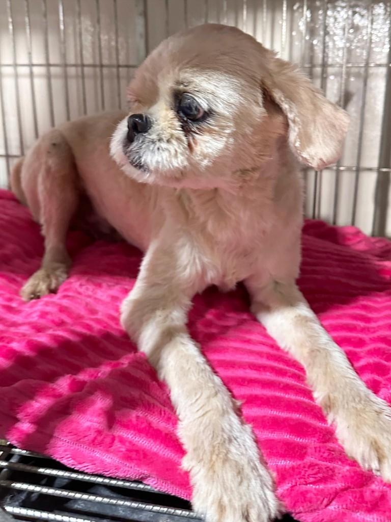 Canelinha, cachorro de porte pequeno para adoção em Uberlândia - MG