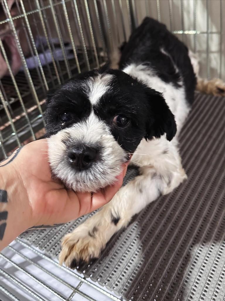 Lilica, cachorro de porte pequeno para adoção em Uberlândia - MG