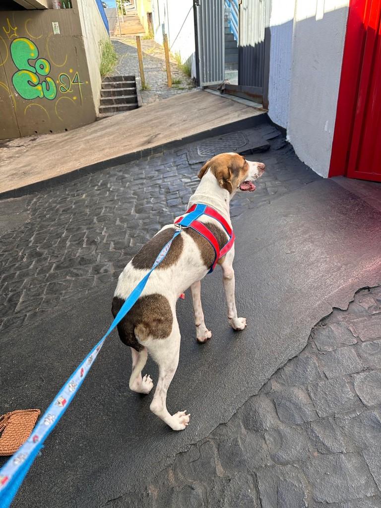 Fred, cachorro de porte grande para adoção em Uberlândia - MG