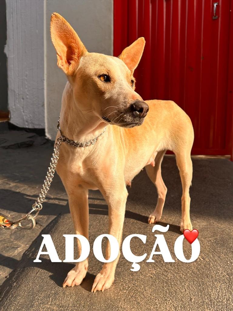 Alexa, cadela de porte médio para adoção em Uberlândia - MG