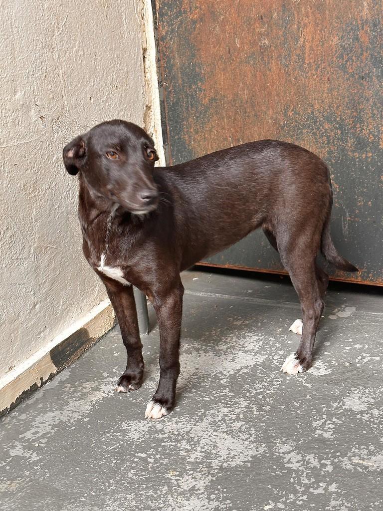 Nala, cadela de porte pequeno para adoção em Uberlândia - MG