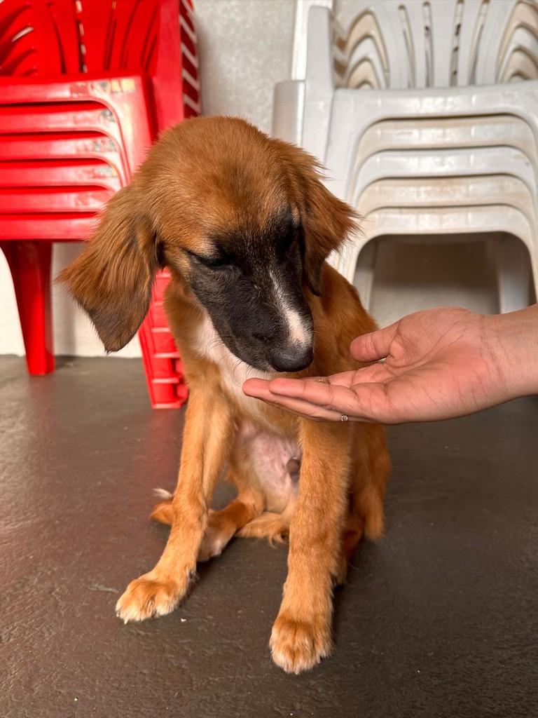 Nicolas, cachorro de porte grande para adoção em Uberlândia - MG