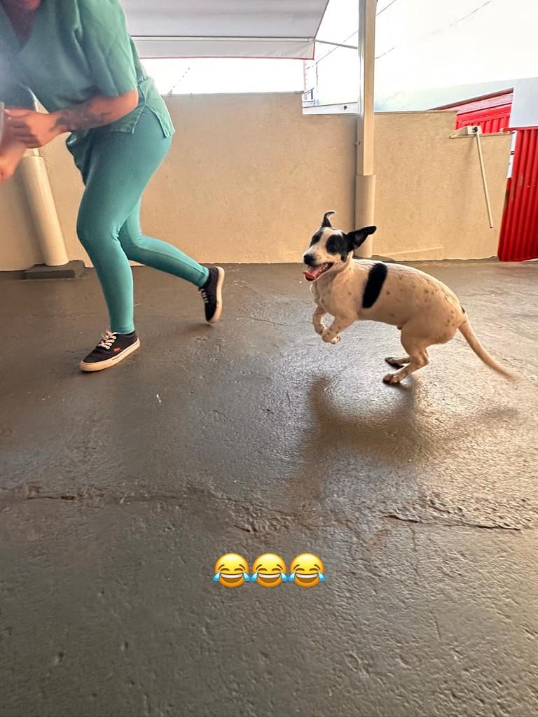 Lucas, cachorro de porte pequeno para adoção em Uberlândia - MG