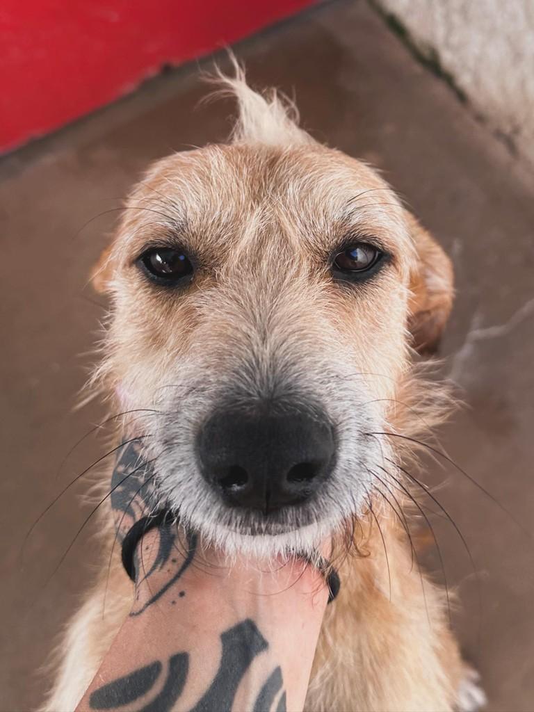 Gino, cachorro de porte médio para adoção em Uberlândia - MG