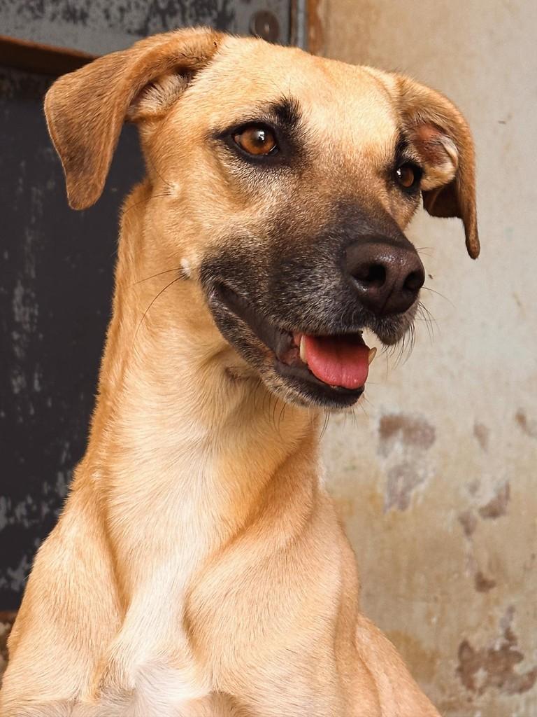 Gisele, cadela de porte médio para adoção em Uberlândia - MG