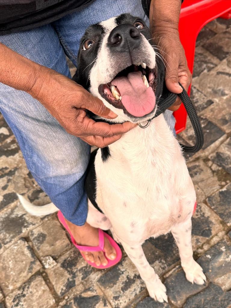 Kaio, cachorro de porte médio para adoção em Uberlândia - MG