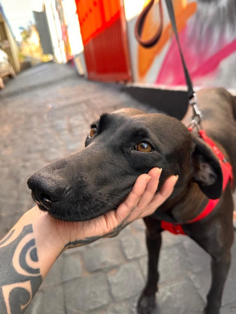 Clara, cadela de porte médio para adoção em Uberlândia - MG — foto 3 de 8