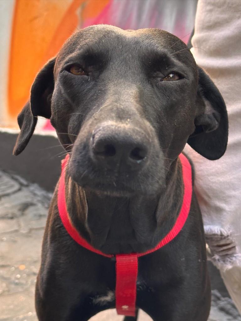 Clara, cadela de porte médio para adoção em Uberlândia - MG — foto 5 de 8