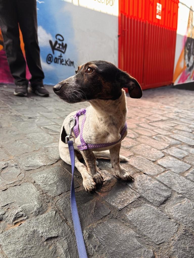 Leandro, cachorro de porte pequeno para adoção em Uberlândia - MG
