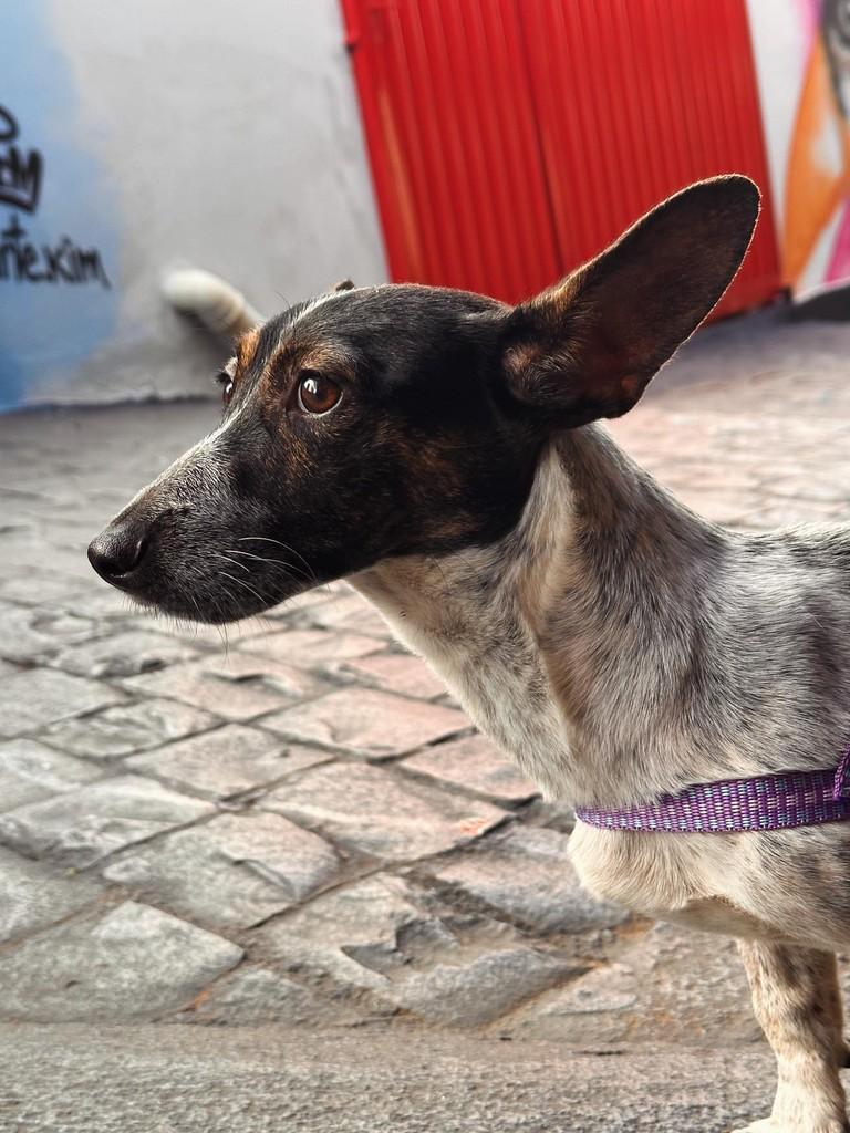 Leandro, cachorro de porte pequeno para adoção em Uberlândia - MG — foto 2 de 8