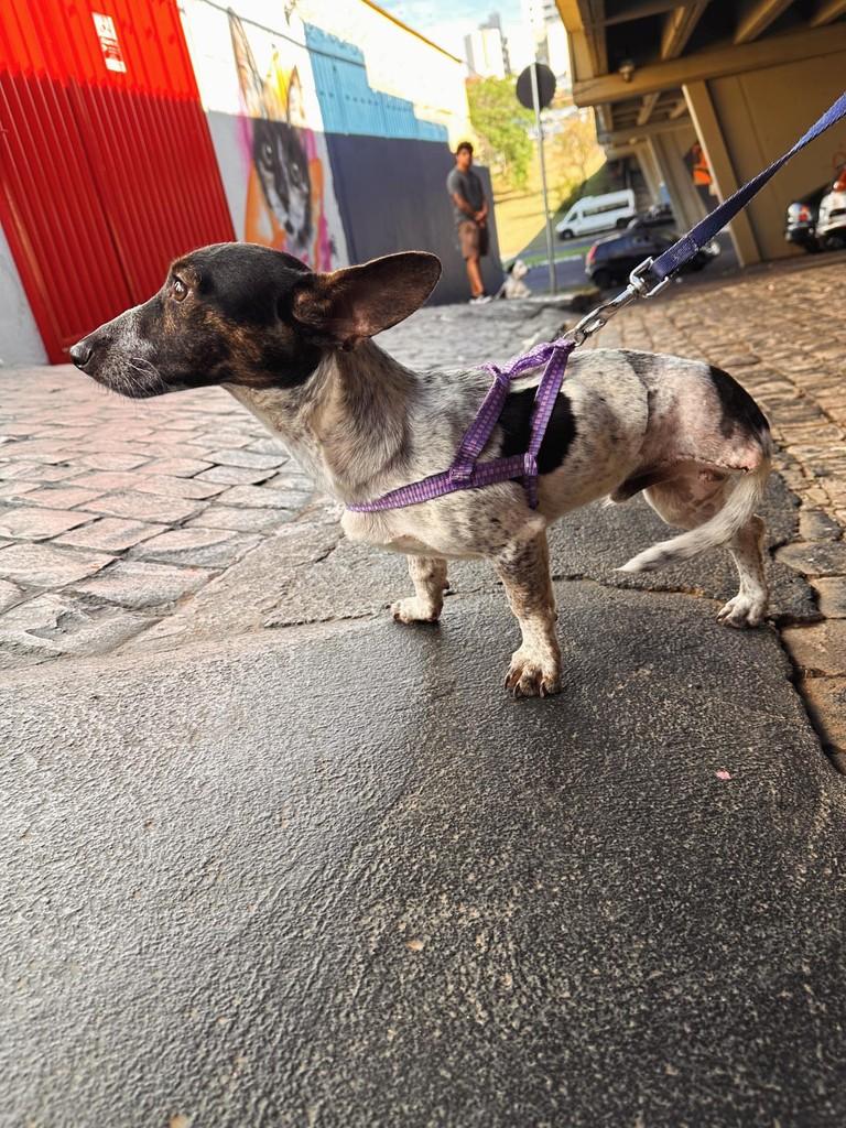 Leandro, cachorro de porte pequeno para adoção em Uberlândia - MG — foto 3 de 8