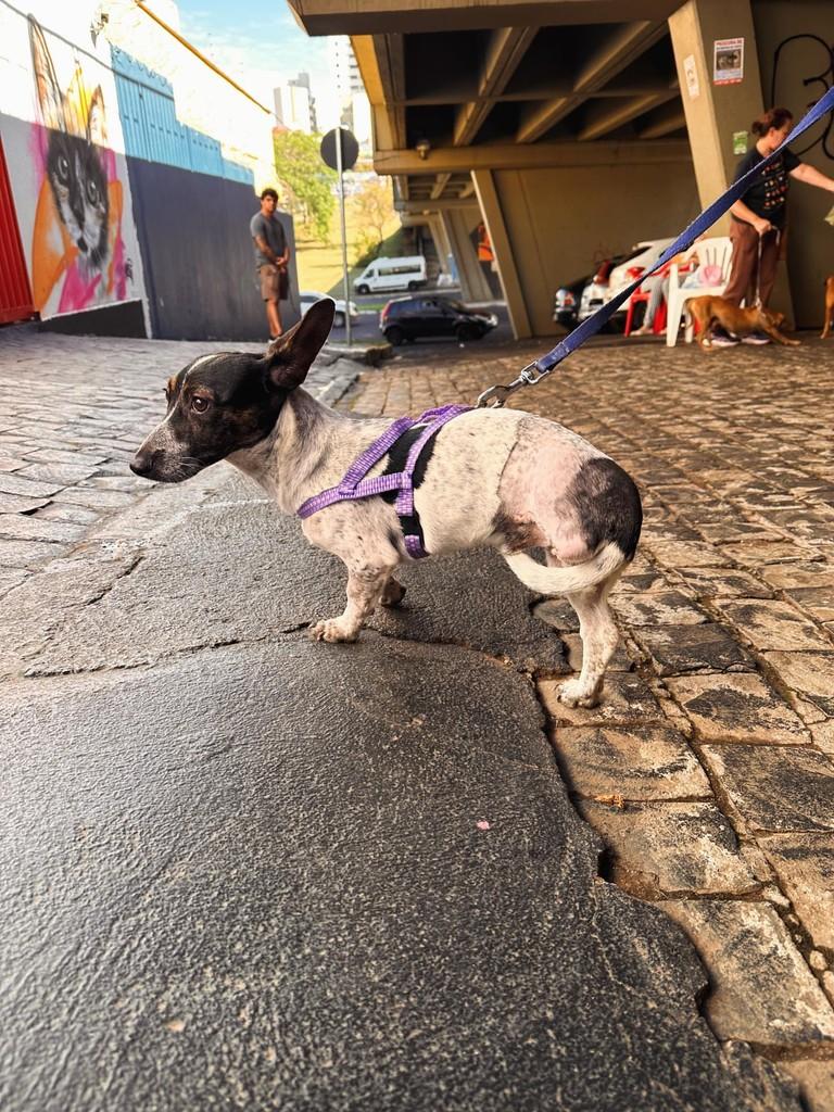 Leandro, cachorro de porte pequeno para adoção em Uberlândia - MG — foto 4 de 8
