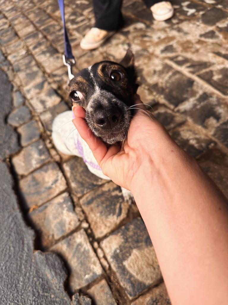 Leandro, cachorro de porte pequeno para adoção em Uberlândia - MG — foto 5 de 8