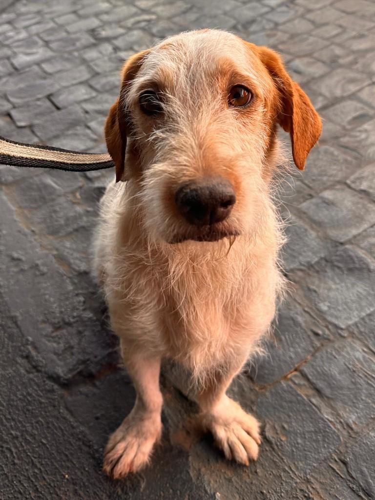 Nick, cachorro de porte pequeno para adoção em Uberlândia - MG